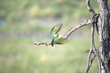 red headed bee eater, Animal of africa