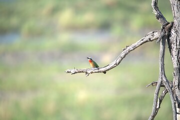 red headed bee eater, Animal of africa