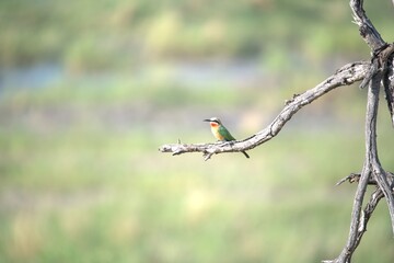 red headed bee eater, Animal of africa