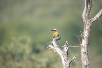 red headed bee eater, Animal of africa