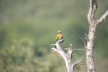 red headed bee eater, Animal of africa