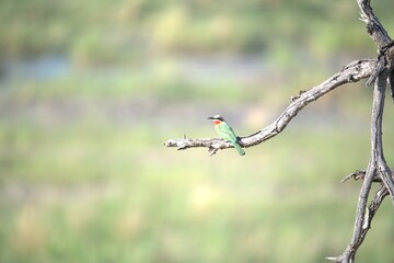 red headed bee eater, Animal of africa