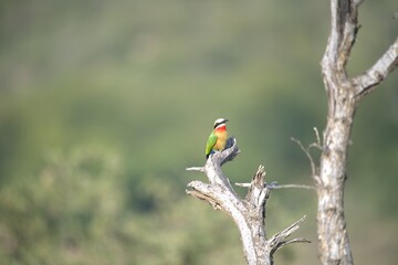 red headed bee eater, Animal of africa