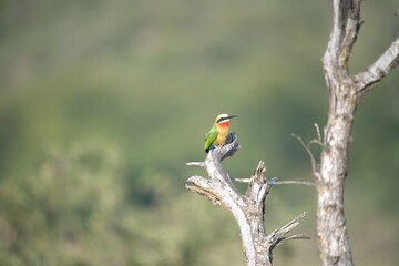 red headed bee eater, Animal of africa