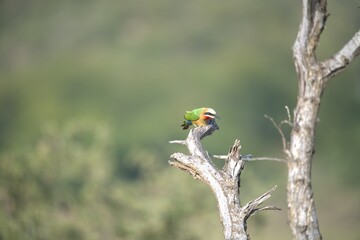 red headed bee eater, Animal of africa