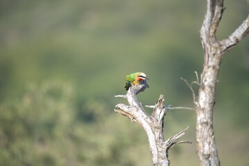 red headed bee eater, Animal of africa
