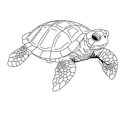 Naklejka premium turtle on a white background