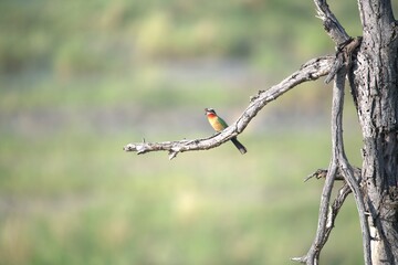 red headed bee eater, Animal of africa