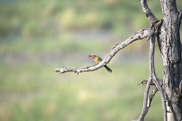 red headed bee eater, Animal of africa