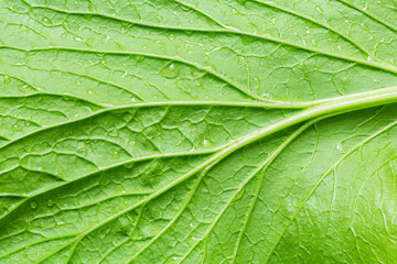 Close-up macro green vegetable leaves background,Close-up macro view of fresh green Lettuce leaves with water drops, high resolution