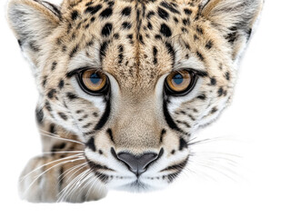 Fototapeta premium Close-up of a leopard on a white background