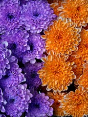 Purple and orange chrysanthemums. Big bouquet of flowers. Autumn flowers background. Chrysanthemum flower, flora, nature and botany. Close-up, background