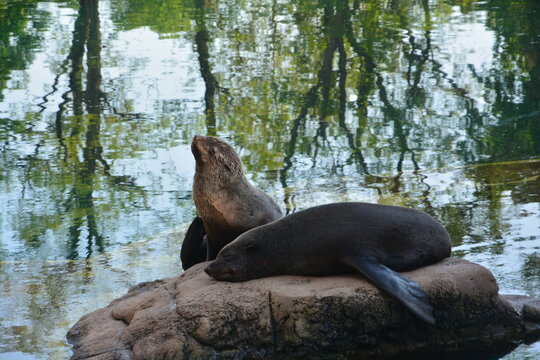 Para fok na kamieniu