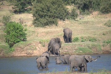 Fototapeta premium elephants in the waterelephants in the water