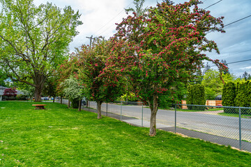 Park Flowering Trees 2