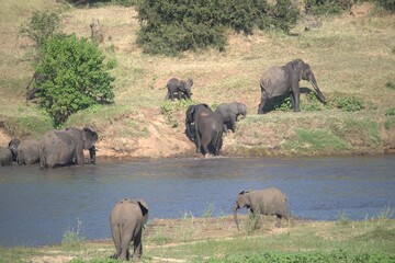Fototapeta premium elephants in the waterelephants in the water