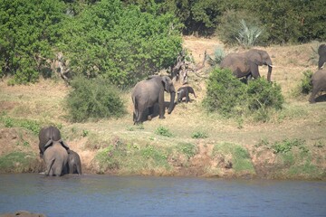 Fototapeta premium elephants in the waterelephants in the water