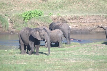 Fototapeta premium elephants in the waterelephants in the water
