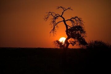 Landscape of Africa, Sunset in wild savanna 