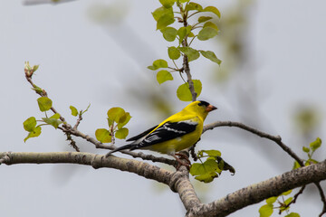 American Goldfinch in Breeding Plumage on Aspen Branch
