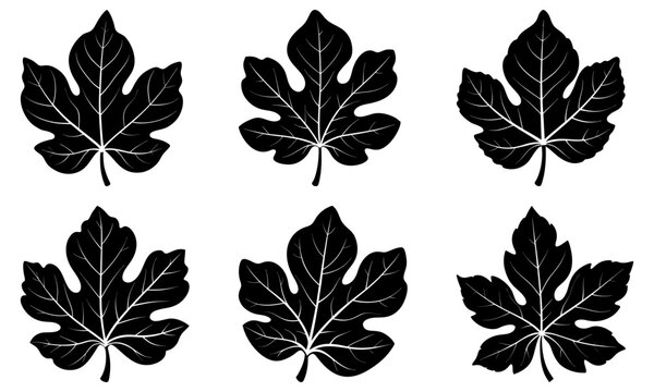 Fig Leaf Silhouette vector illustration