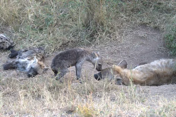  A hyena cub playing with its mother © Davide Antoniani