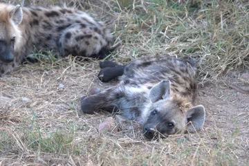  A hyena cub playing with its mother © Davide Antoniani