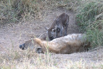 A hyena cub playing with its mother