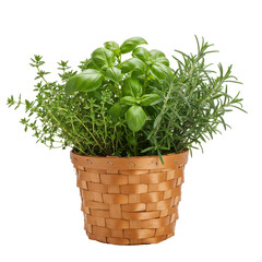 Naklejka premium Herb garden Basil, thyme, rosemary plants in a woven basket pot on white background