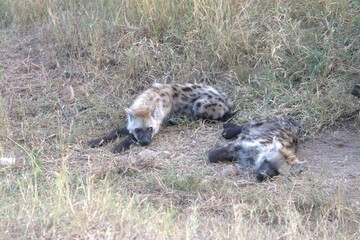 A hyena cub playing with its mother