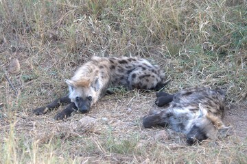A hyena cub playing with its mother