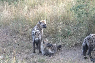  A hyena cub playing with its mother © Davide Antoniani