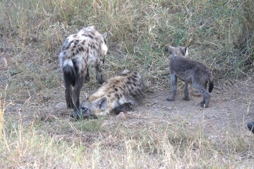 A hyena cub playing with its mother