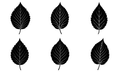Elm Leaf Silhouette vector illustration