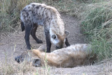 A hyena cub playing with its mother © Davide Antoniani