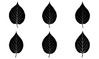 Elm Leaf Silhouette vector illustration