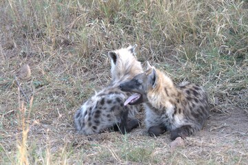 A hyena cub playing with its mother