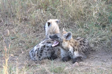  A hyena cub playing with its mother © Davide Antoniani