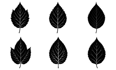 Elm Leaf Silhouette vector illustration