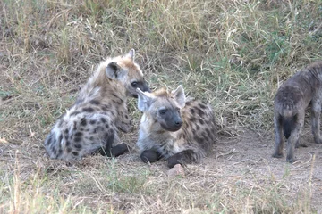  A hyena cub playing with its mother © Davide Antoniani