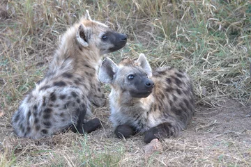  A hyena cub playing with its mother © Davide Antoniani