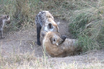 A hyena cub playing with its mother