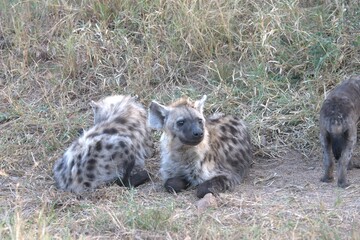 A hyena cub playing with its mother