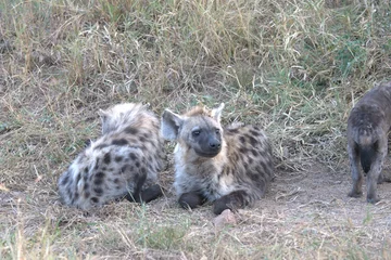  A hyena cub playing with its mother © Davide Antoniani