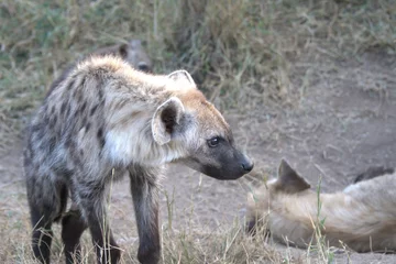  A hyena cub playing with its mother © Davide Antoniani