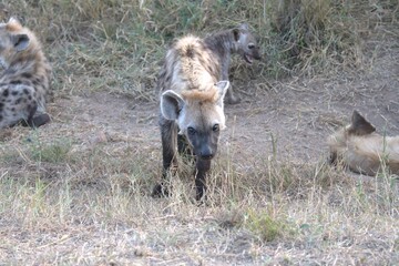 A hyena cub playing with its mother