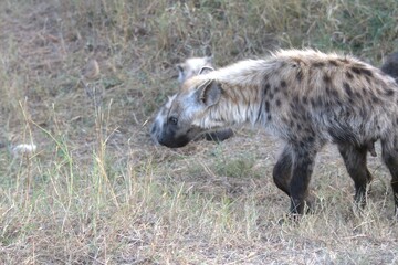 A hyena cub playing with its mother