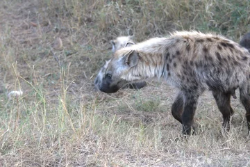  A hyena cub playing with its mother © Davide Antoniani