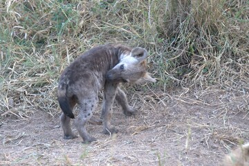 A hyena cub playing with its mother