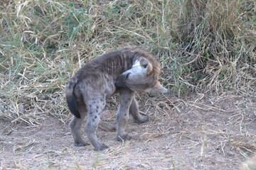 A hyena cub playing with its mother
